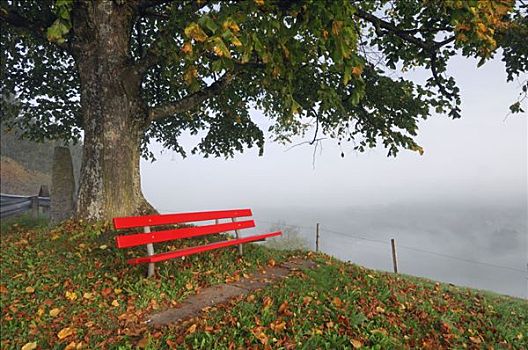长椅,酸橙树,瑞士