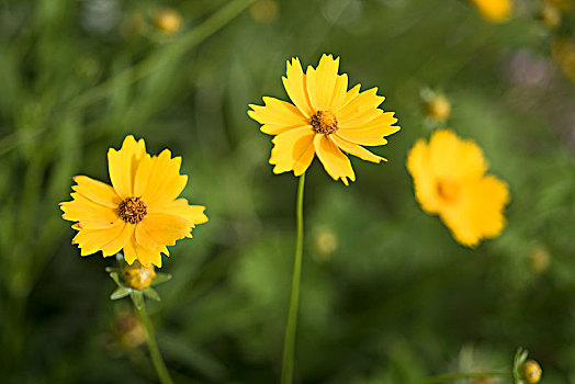 小黄花