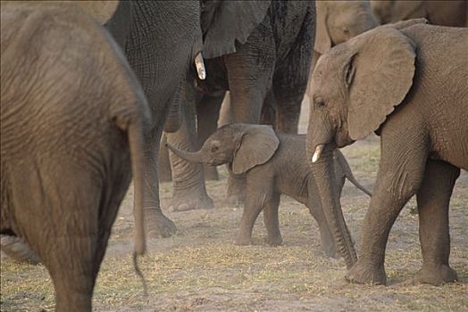 非洲象,群,幼兽,埃托沙国家公园,纳米比亚,非洲