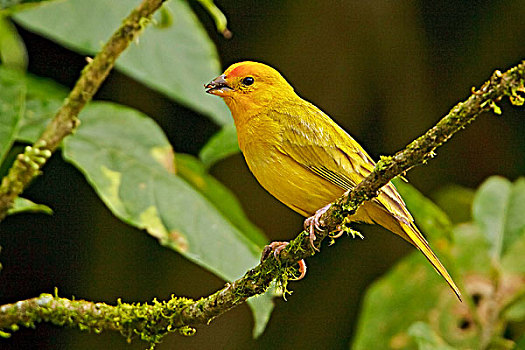 雀,栖息,枝条,住宿,西南方,厄瓜多尔