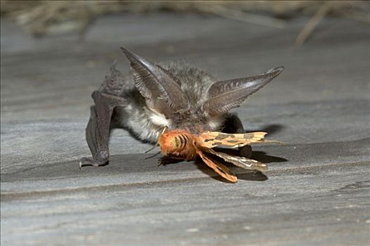 蝙蝠耳朵的人命运图片