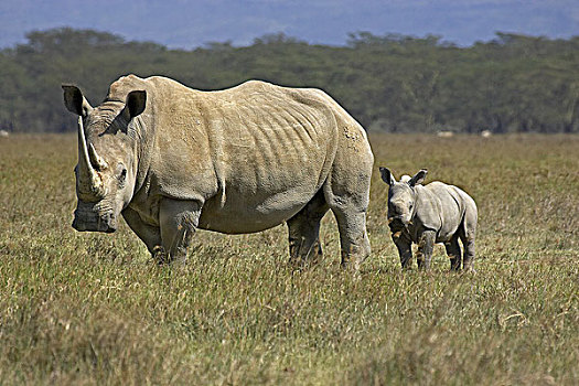 白犀牛,女性,纳库鲁,公园,肯尼亚