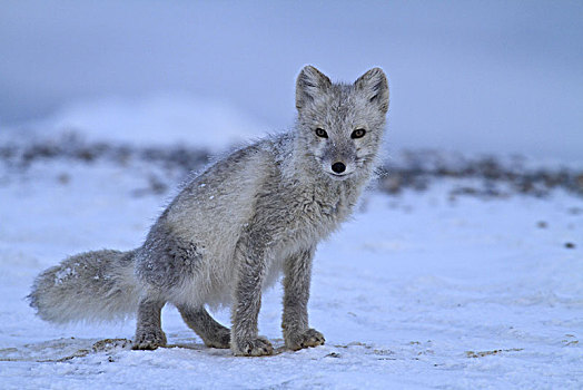 北美,美国,阿拉斯加,北极,野生动植物保护区,极地,狐狸,北极狐