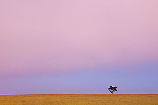 孤木,日落,肯尼亚