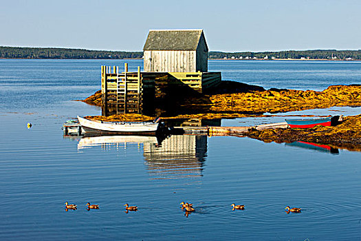 野鸭,蓝色,石头,卢嫩堡,新斯科舍省,加拿大