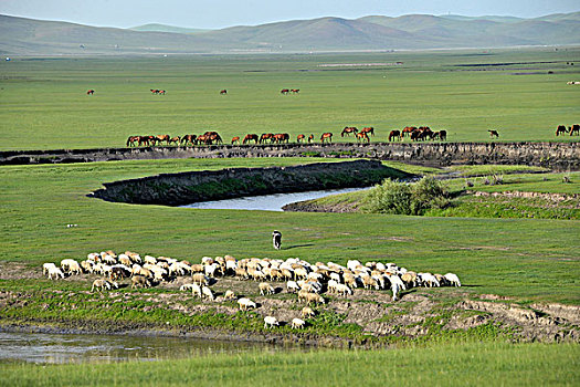 内蒙古呼伦贝尔,中国第一曲水,莫尔格勒河畔金帐汗蒙古部落草原的羊群,马群,牛群