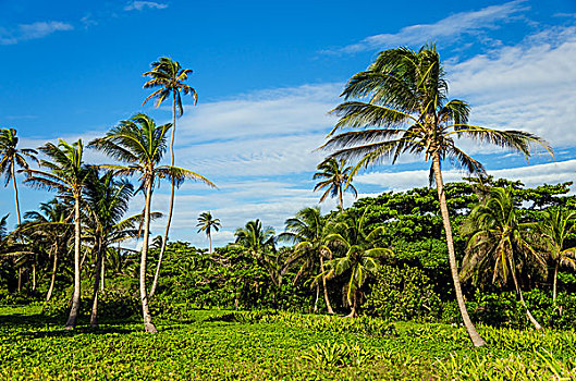 茂密,热带,林中空地,棕榈树