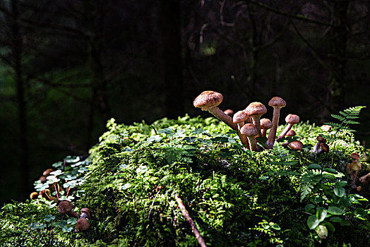 蘑菇,照亮,太阳,黑色背景,暗色,树林