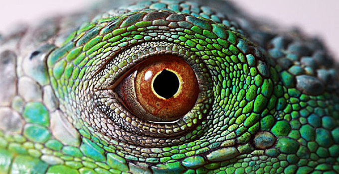 鬣蜥蜴,眼