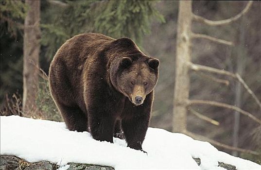 棕熊,哺乳动物,巴伐利亚森林国家公园,德国,欧洲,熊,动物