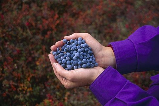 新鲜,蓝莓,采摘者,国家公园