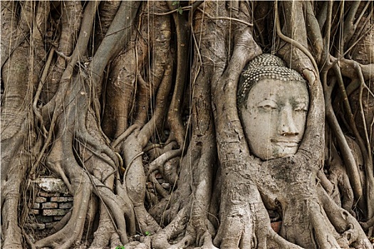 佛祖做过的菩提树图片图片