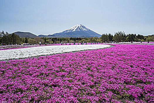 山,富士山,苔藓,福禄考属植物,日本