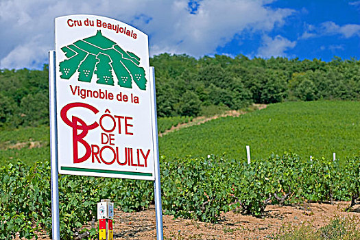 标识,葡萄园,博若莱葡萄酒,酒乡,罗纳河谷,法国