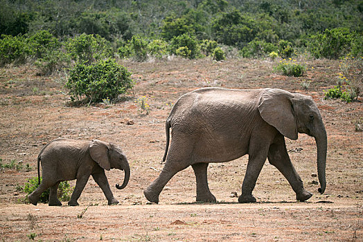 非洲,非洲象,小动物,阿多大象国家公园,南非
