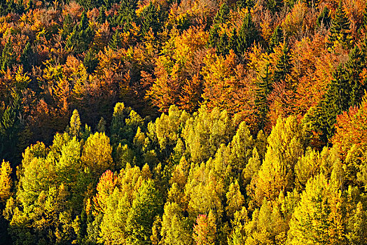 秋天,混交林,靠近,巴伐利亚森林国家公园,下巴伐利亚,巴伐利亚,德国,欧洲