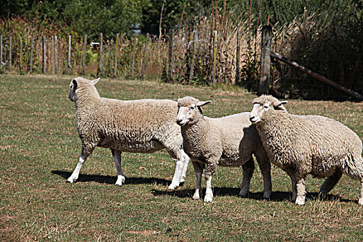 罗托鲁瓦爱歌登牧场里的羊驼,鹿和牛