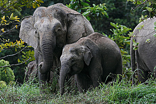 婆罗洲,俾格米人,大象,象属,喂食,马来西亚