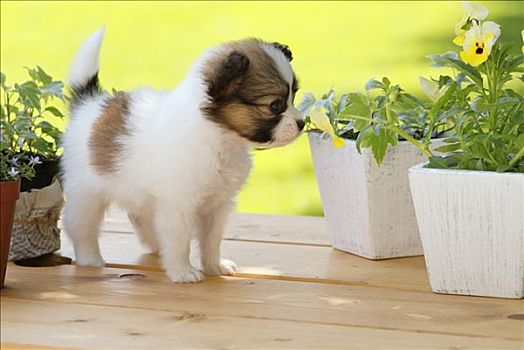 蝴蝶犬,小狗,站立,盆栽