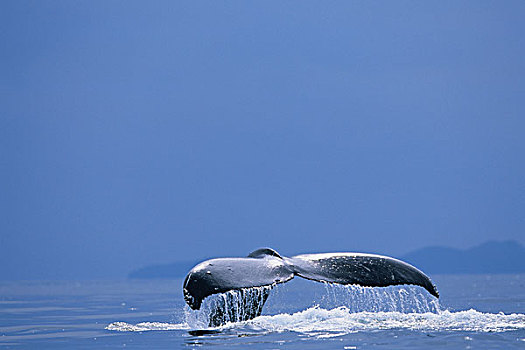 阿拉斯加,通加斯国家森林,尾部,鲸尾叶突,驼背鲸,大翅鲸属,声音,弗雷德里克湾