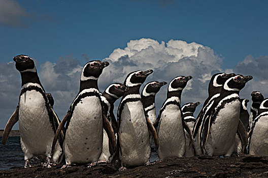 麦哲伦企鹅,小蓝企鹅,群,岛屿,福克兰群岛