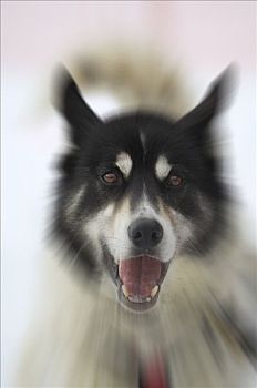 西伯利亚,哈士奇犬,雪橇狗,开端,雪橇犬,比赛,狗拉雪橇,世界,阿拉斯加,美国