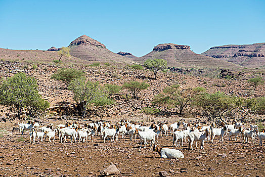 山羊,农场,纳米比亚