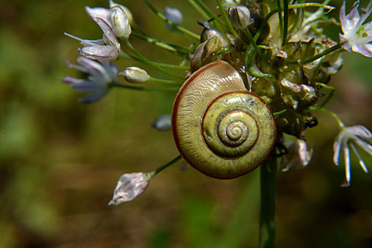 彩壳小蜗牛