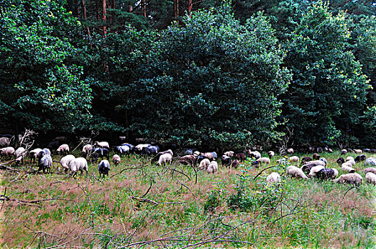 绵羊,风景,区域,梅克伦堡前波莫瑞州,德国,欧洲