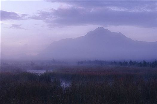 晨雾,湿地,顶峰,秋天,阿拉斯加
