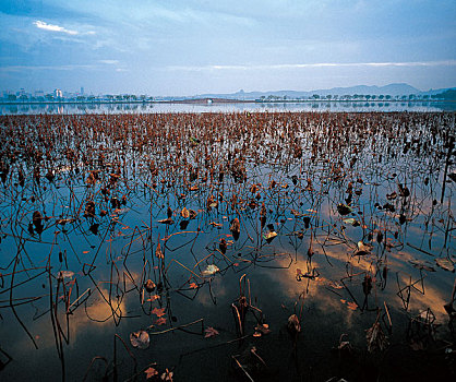 西湖风景