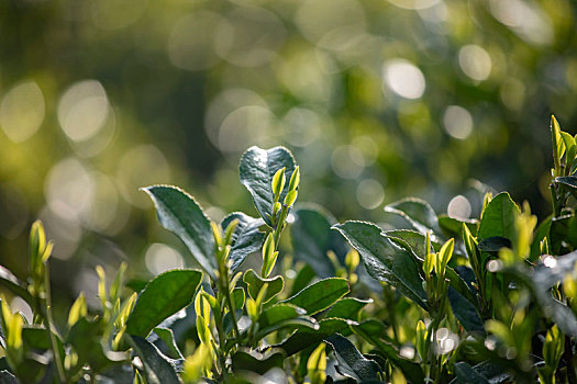 杭州西湖龙井春茶芽逆光