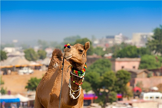 装饰,骆驼,普什卡,游艺,拉贾斯坦邦,印度