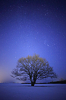 日本,榆树,星空,冬天