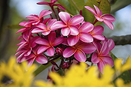 特写,鸡蛋花,花,盛开,考艾岛,夏威夷,美国