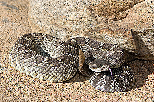 响尾蛇属,加利福尼亚