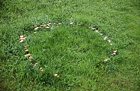 蘑菇,草,俯视图