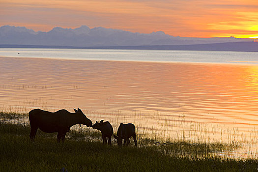 母牛,两个,幼兽,驼鹿,喂食,沿岸,小路,日落,夏天,阿拉斯加