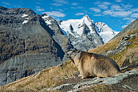 阿尔卑斯山土拨鼠,后面,高,陶安,国家公园,卡林西亚,奥地利,欧洲