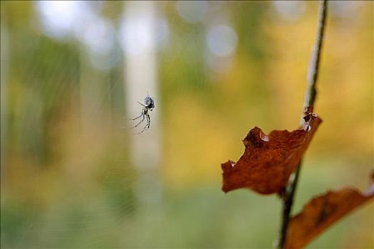 蜘蛛,蜘蛛网,秋天,彩色,山毛榉,树林