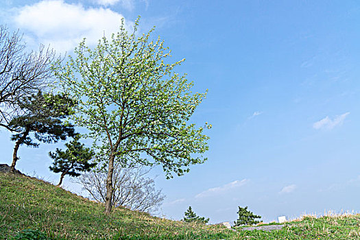 平山森林公园