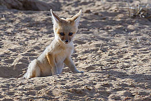 幼兽,角狐,狐属,向外看,洞穴,入口,卡拉哈迪大羚羊国家公园,北开普,南非,非洲