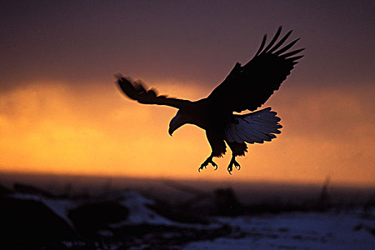 白头鹰,海雕属,雕,飞行,日落,卡契马克湾,阿拉斯加