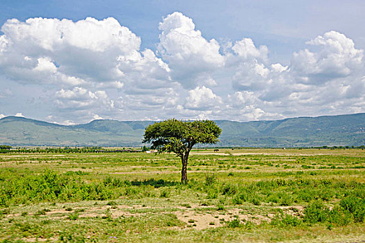 树,肯尼亚
