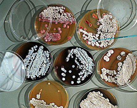 培养皿,细菌