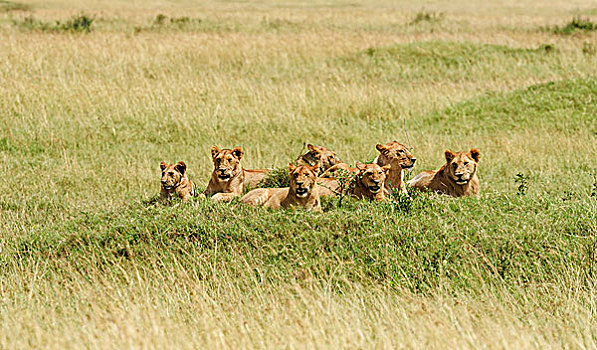 自豪,狮子,躺着,山,马赛马拉,肯尼亚,非洲