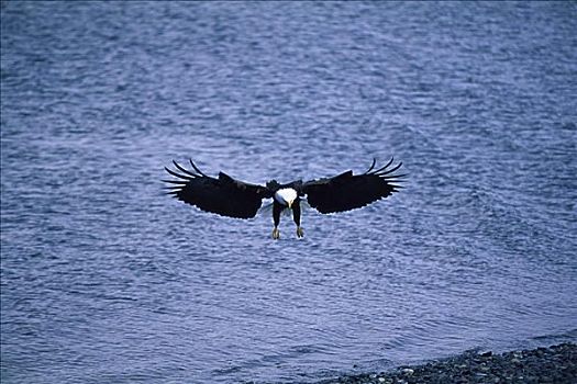 白头鹰,卡契马克湾,阿拉斯加,美国