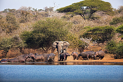 非洲象,雄性动物,追逐,河马,群,克鲁格国家公园,南非