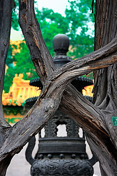 北京故宫,御花园,香炉,合欢树