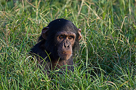 黑猩猩,类人猿,幼仔,青草,乌干达